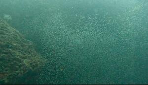 のんびりと洞窟ダイビング！　＠雲見[2]