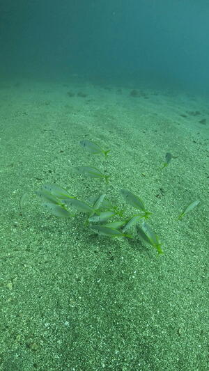 海も青く！魚もたくさん！楽しい雲見＠雲見[7]