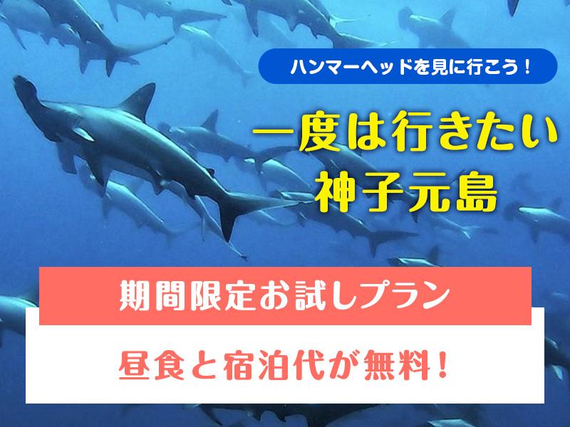 下田ダイバーズ チーム神子元 神子元ダイバーズ 神子元へいざ出航 キャンペーン 雲見のダイビングなら下田ダイバーズ